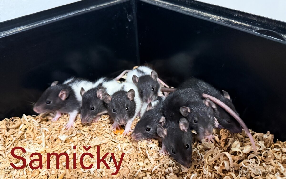 Domací potkan