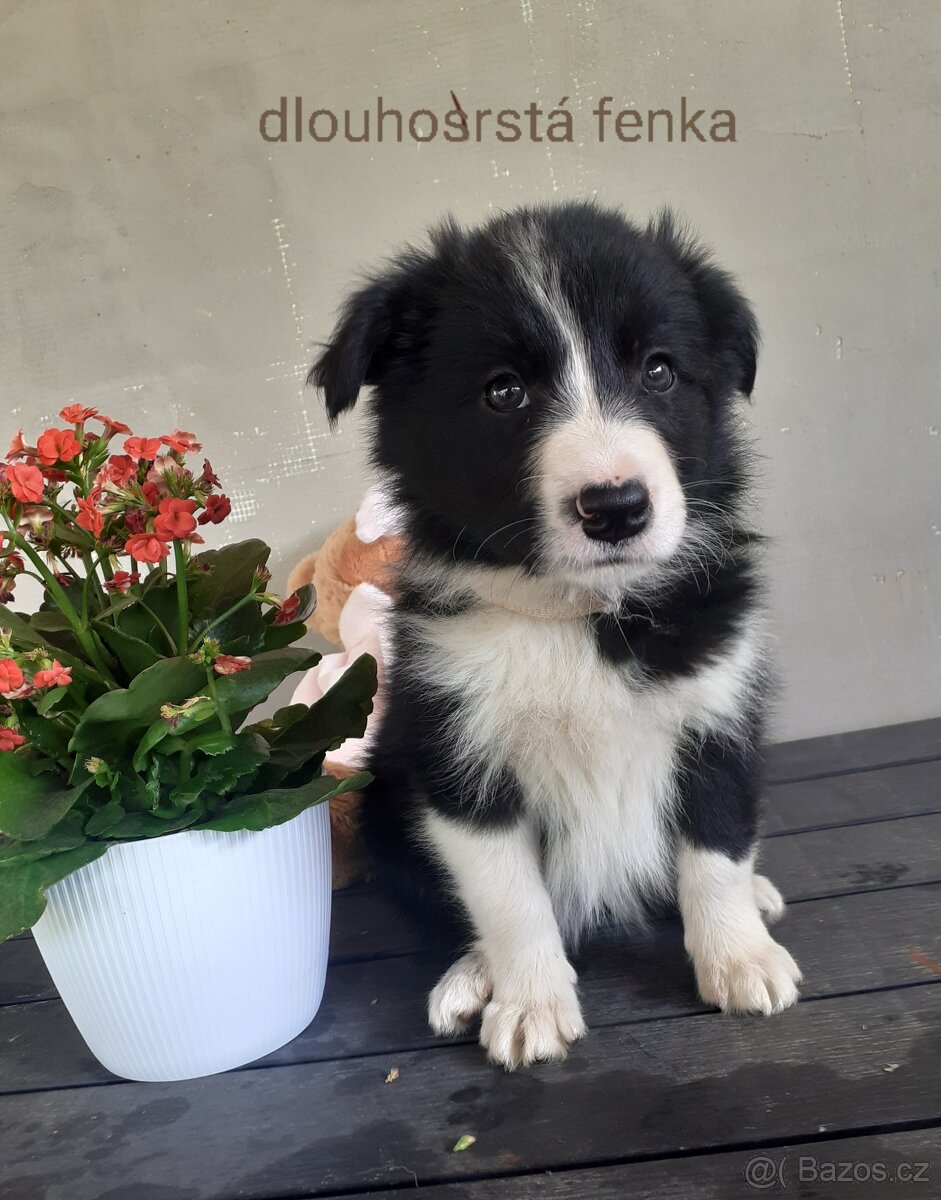 Border kolie již k odběru