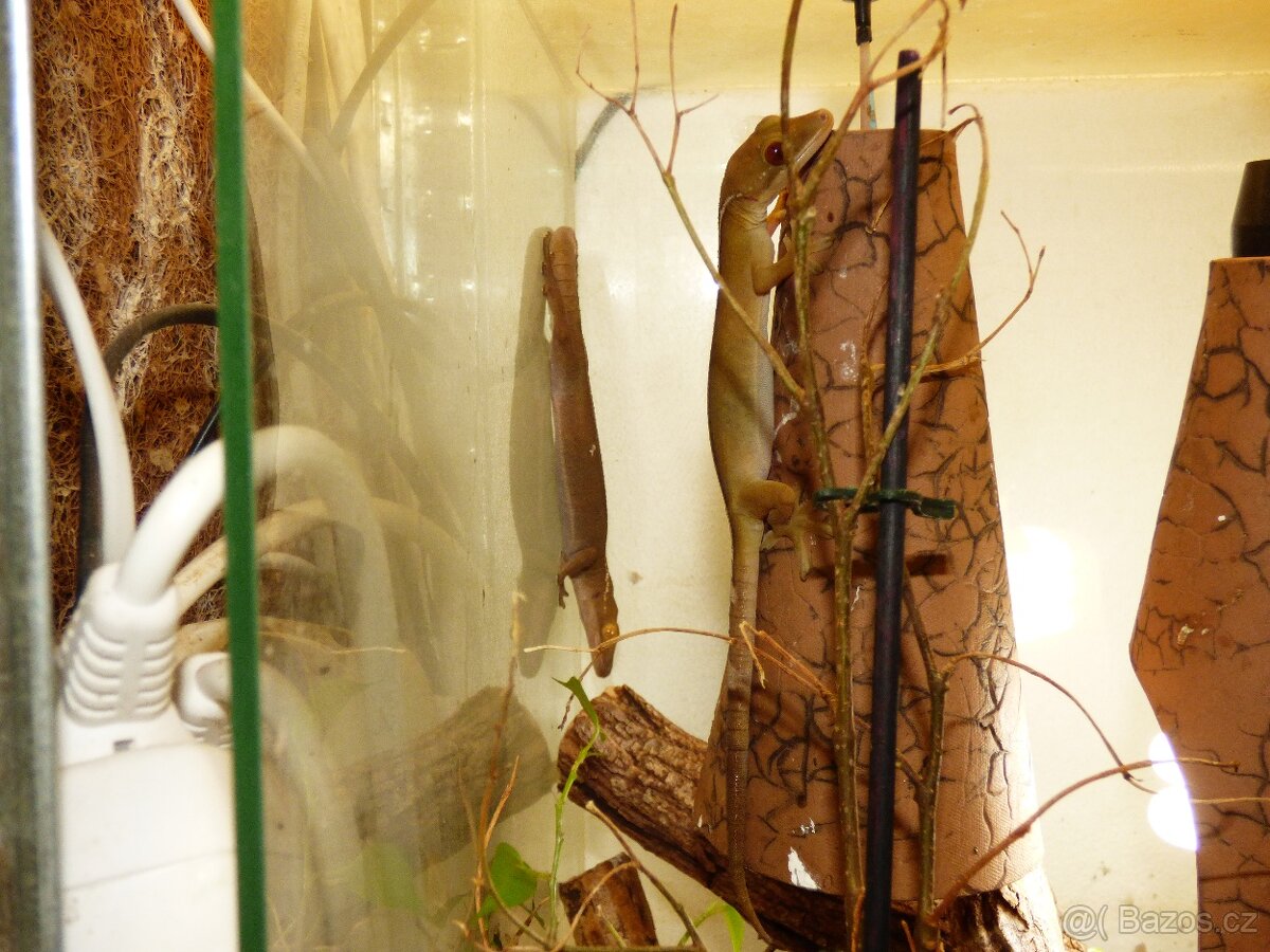Gekon páskovaný (Gekko vittatus)