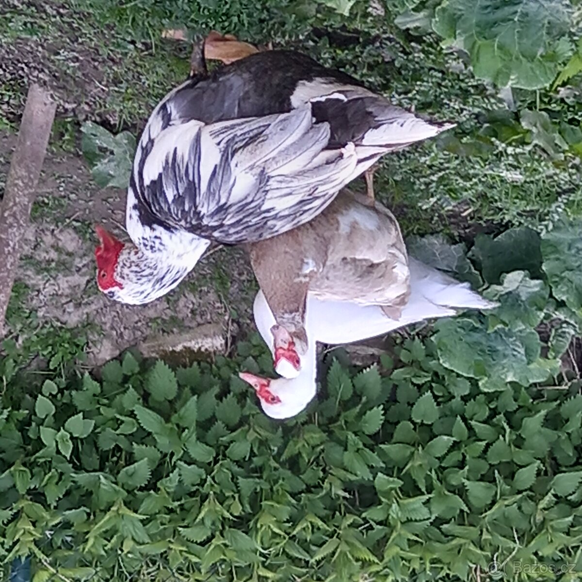 Kachna pižmova
