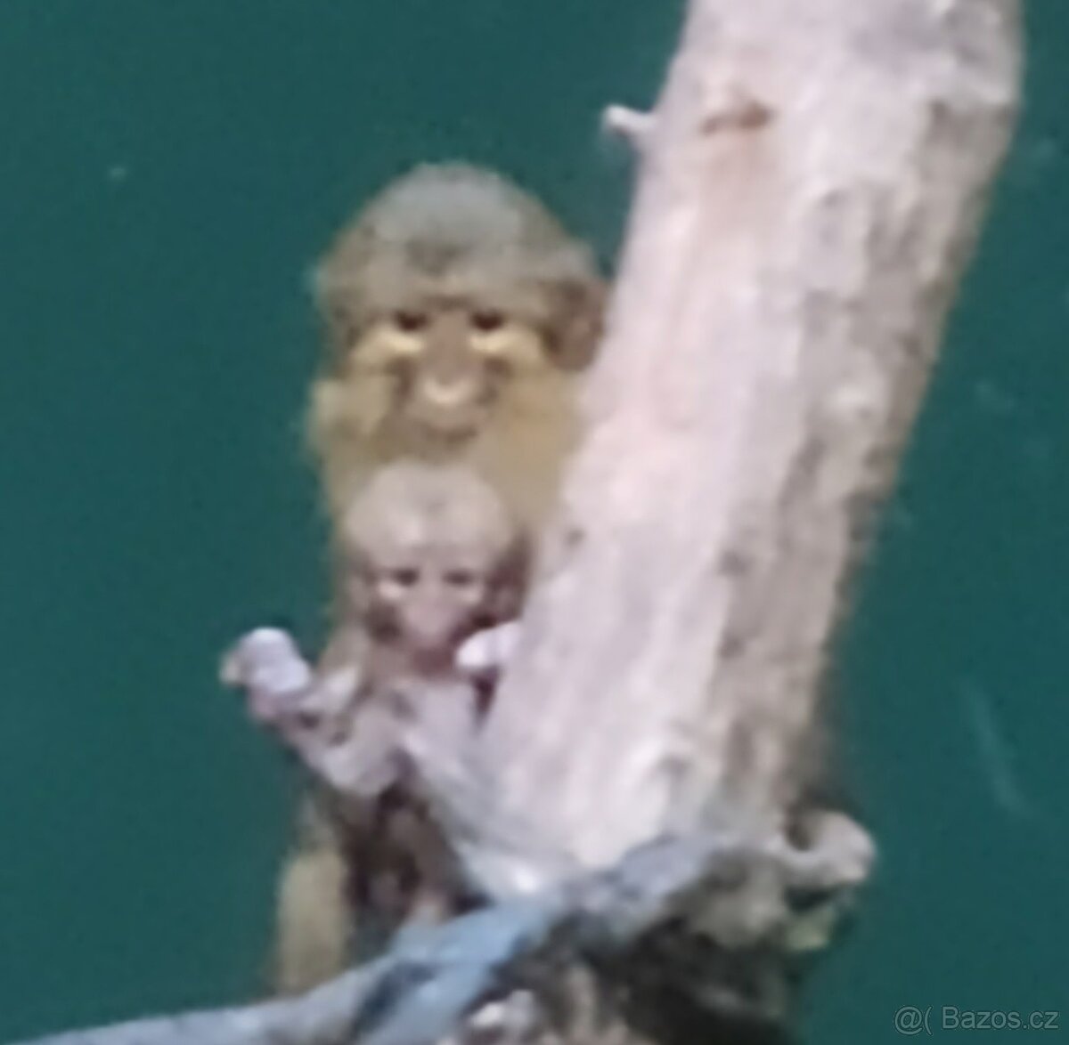 Rodinná vstupenka do Pražské ZOO