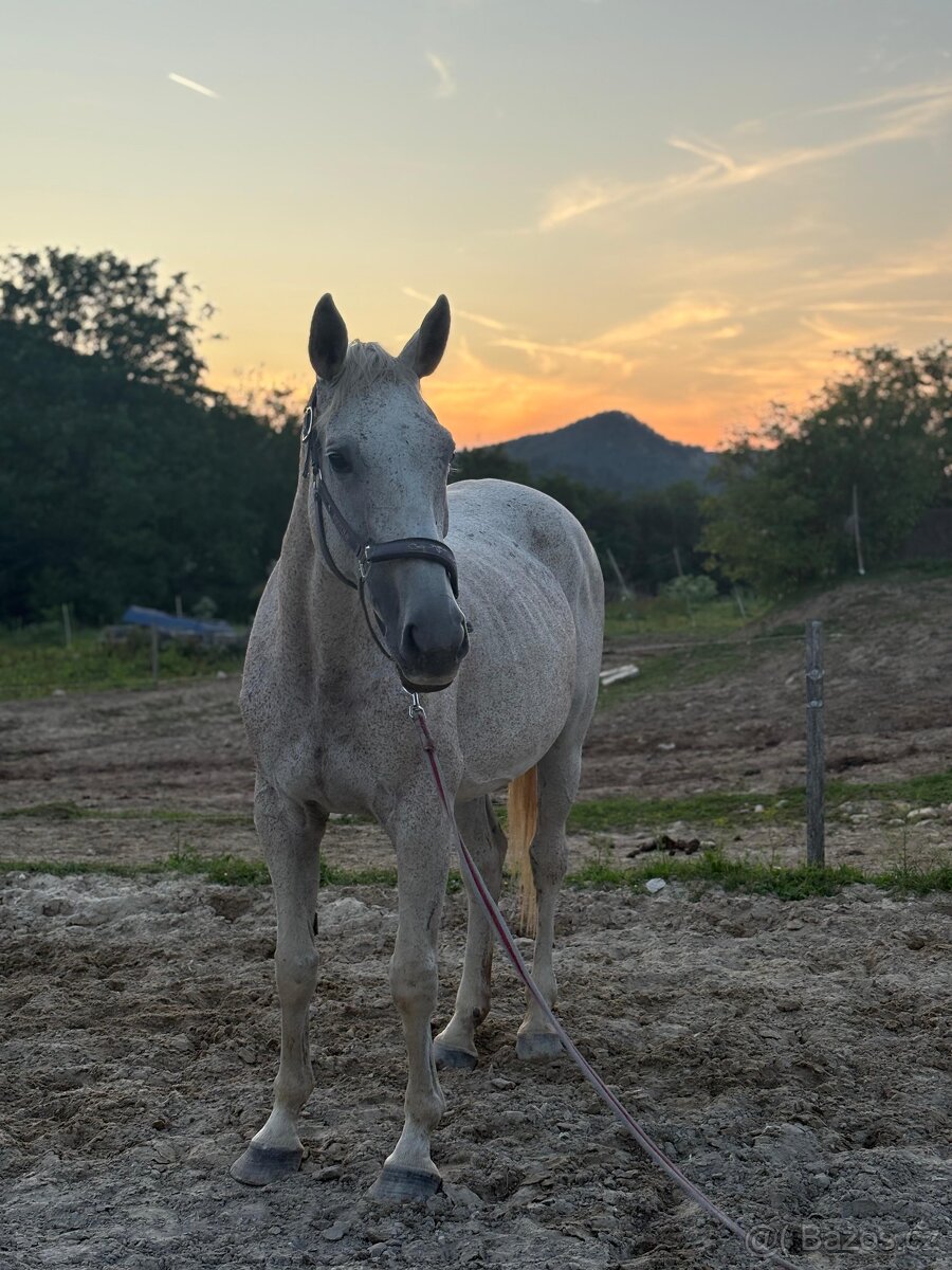 Predam kobylu A1/1