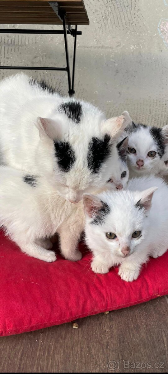 Darujeme koťátka -ihned k odběru ZDARMA