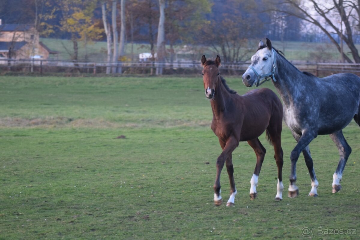 Tiebreak - letošní hřebeček
