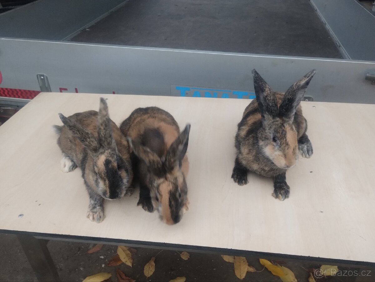 Králíci samice do chovu kříženci Hylla x Massyla