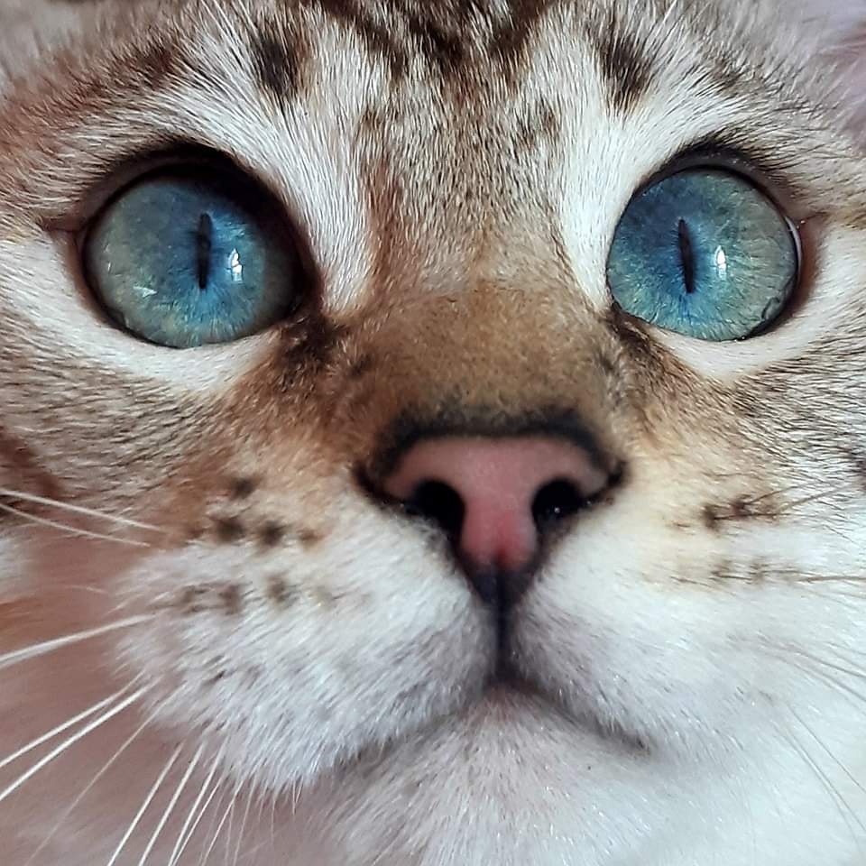 PŘEDBĚŽNÁ REZERVACE LUXUSNÍ Bengálská stříbrná koťáta s PP