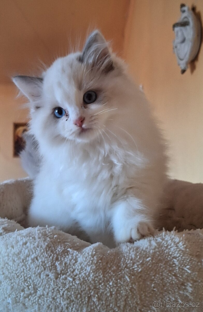 Nádherný kocourci Ragdoll  s pp