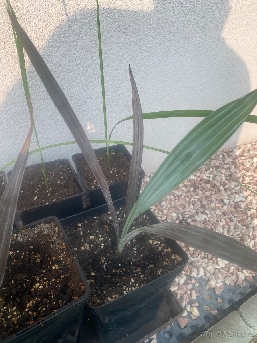 Palma Bismarckia Nobilis