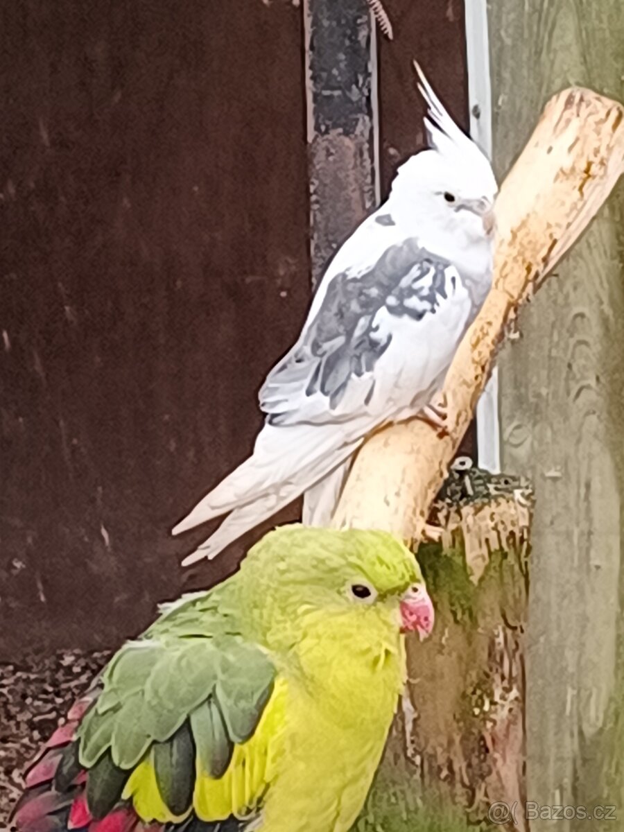 Korela chocholatá - do chovu i na ochočení