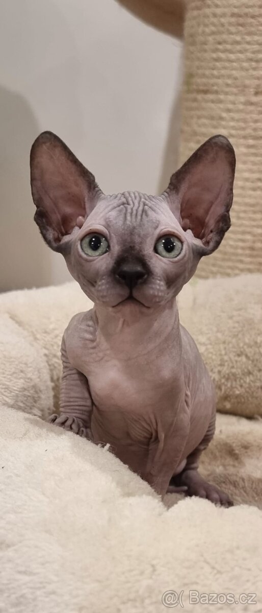 Kanadský sphynx