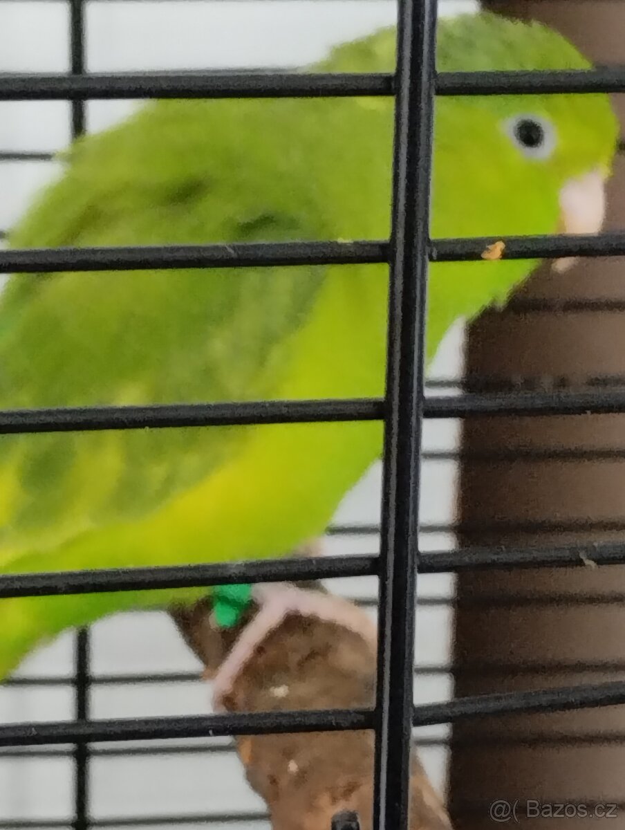 Ptactvo