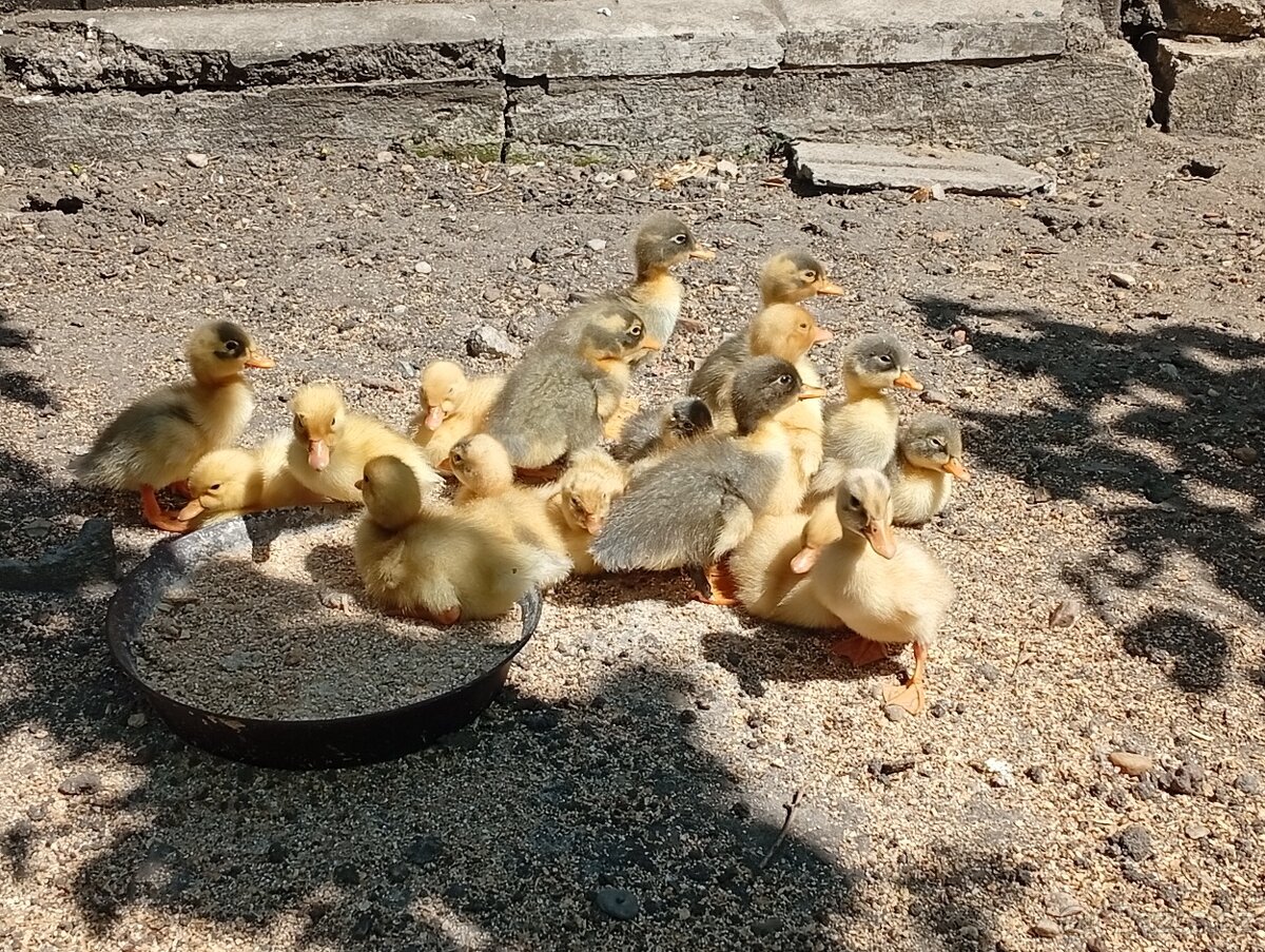 Káčata mix ze dvorku (pekingská x saská)