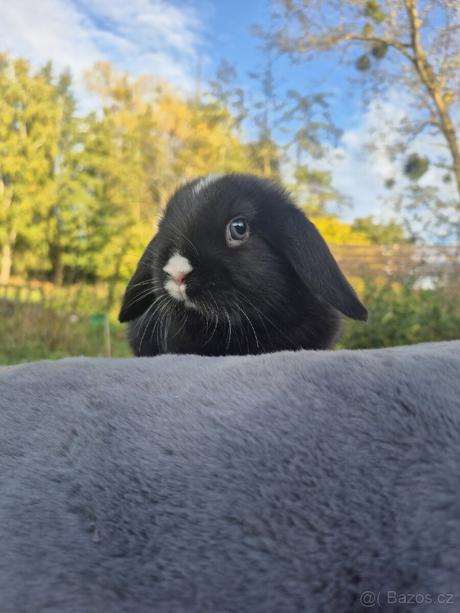 Minilop
