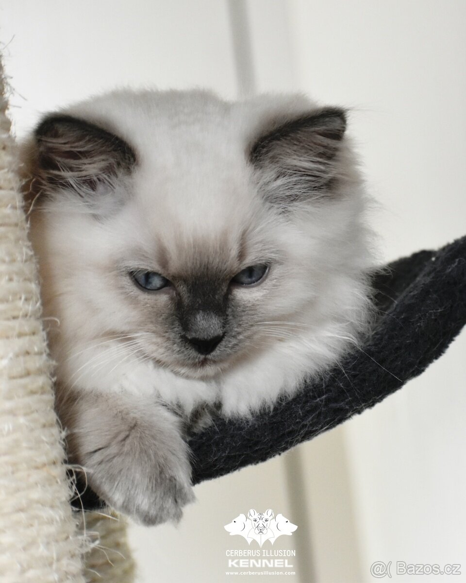 Ragdoll s PP - kočka na chov bez omezení pro ČR