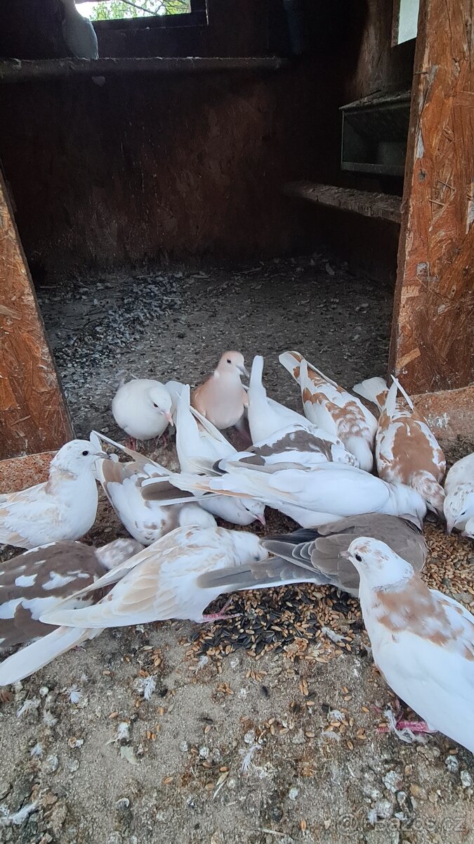 Hrdličky, Hrdlička chechtavá,