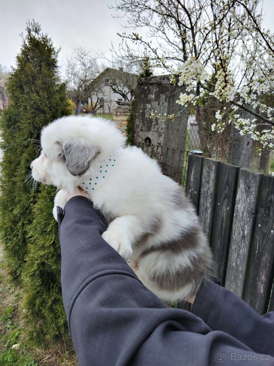 Štěňata border kolie