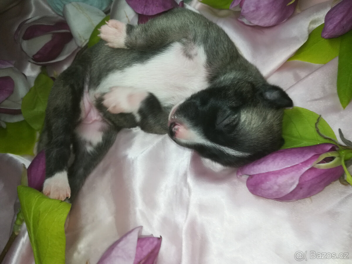 Whippet fenčka bez PP - rodiče fci PP.