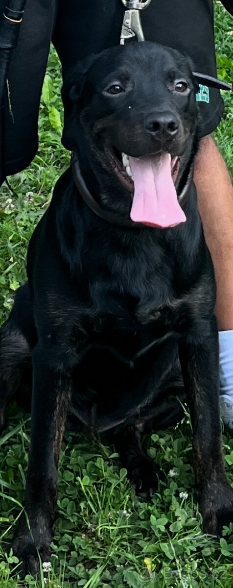 Labrador Štěně