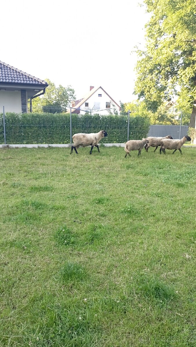 Prodám berana Safolek