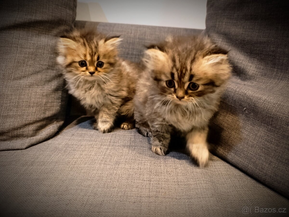 Kotě perské kočičky