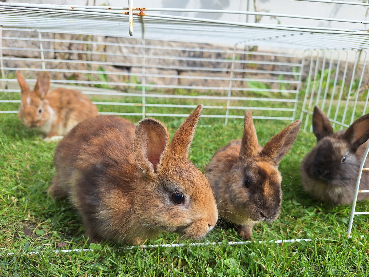 Prodám zakrslé králíky