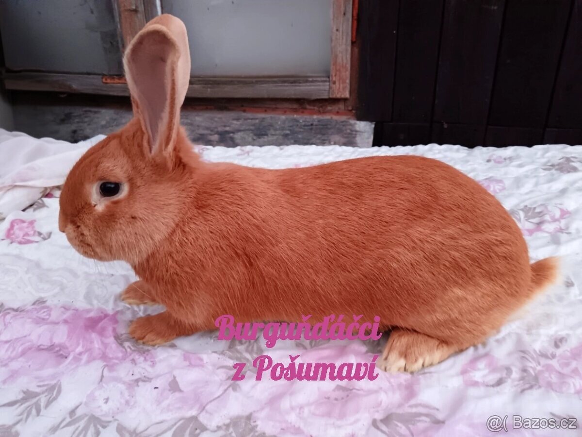 BURGUNDSKÝ králík s PP - SAMEČEK chris62 ⭐️⭐️⭐️