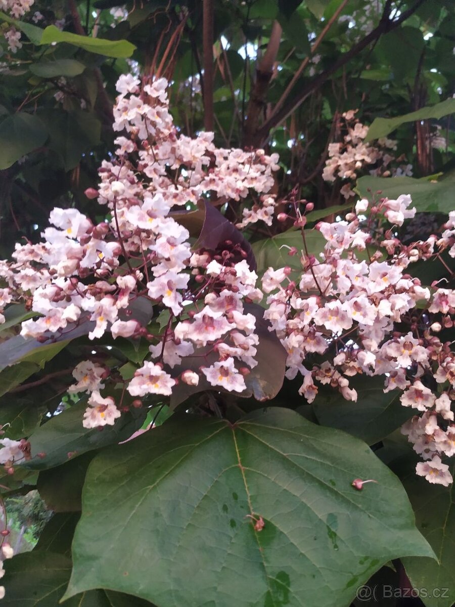 Katalpa červenající Purpurea