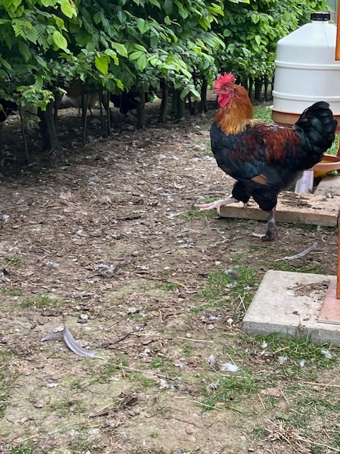 kohoutek Marans