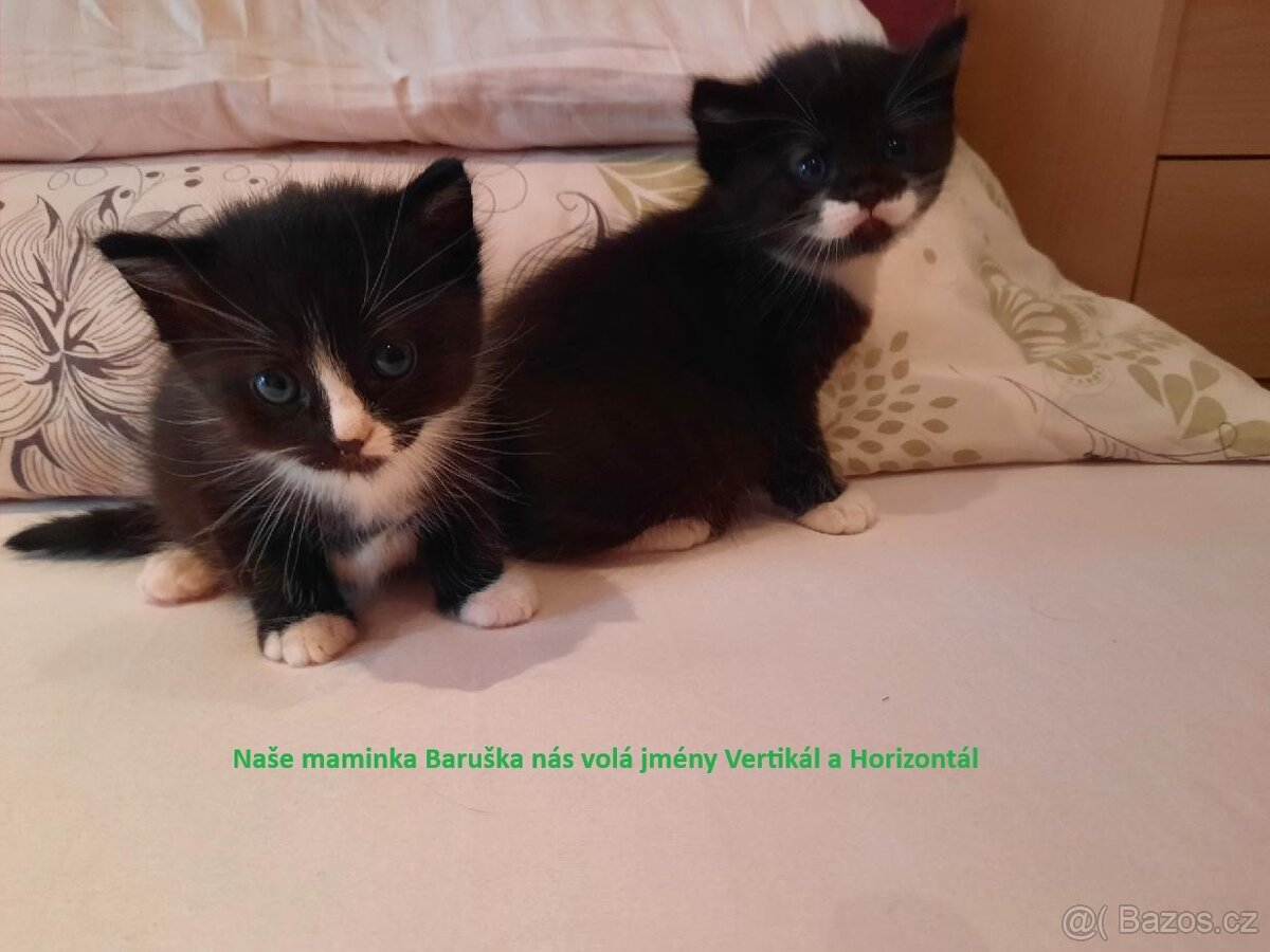Nabízíme 2 koťata k zápisu do pořadníku na adopci.