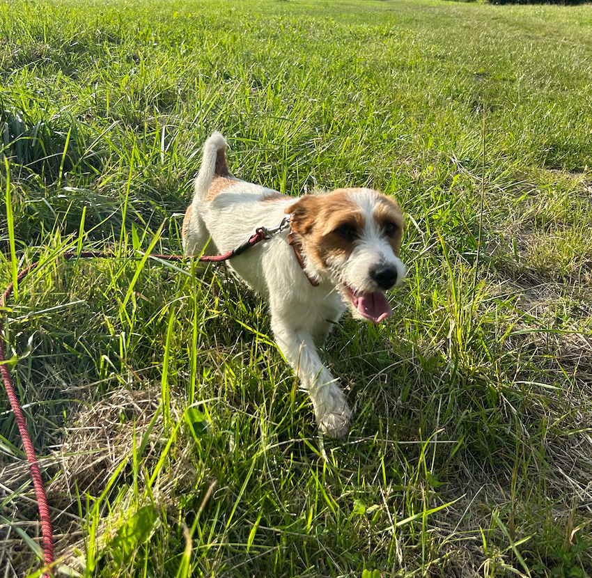 Jack Russell teriér