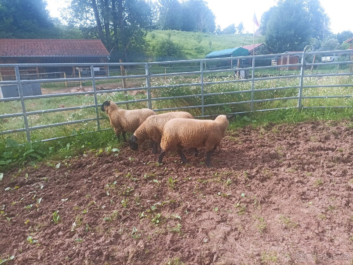 Letošní jehňata 100% Suffolk