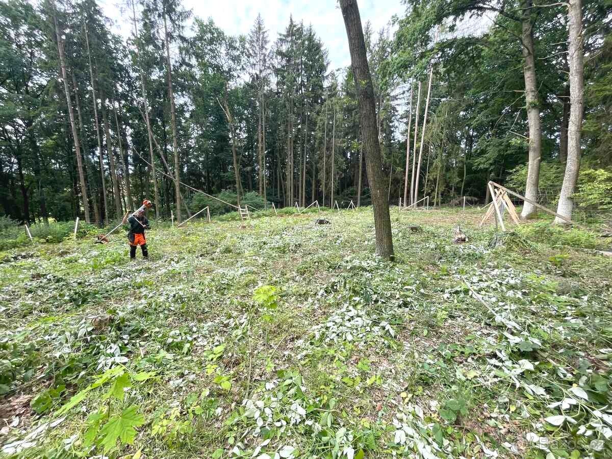 Hledáme partu lidí na práce v lese - Benešov