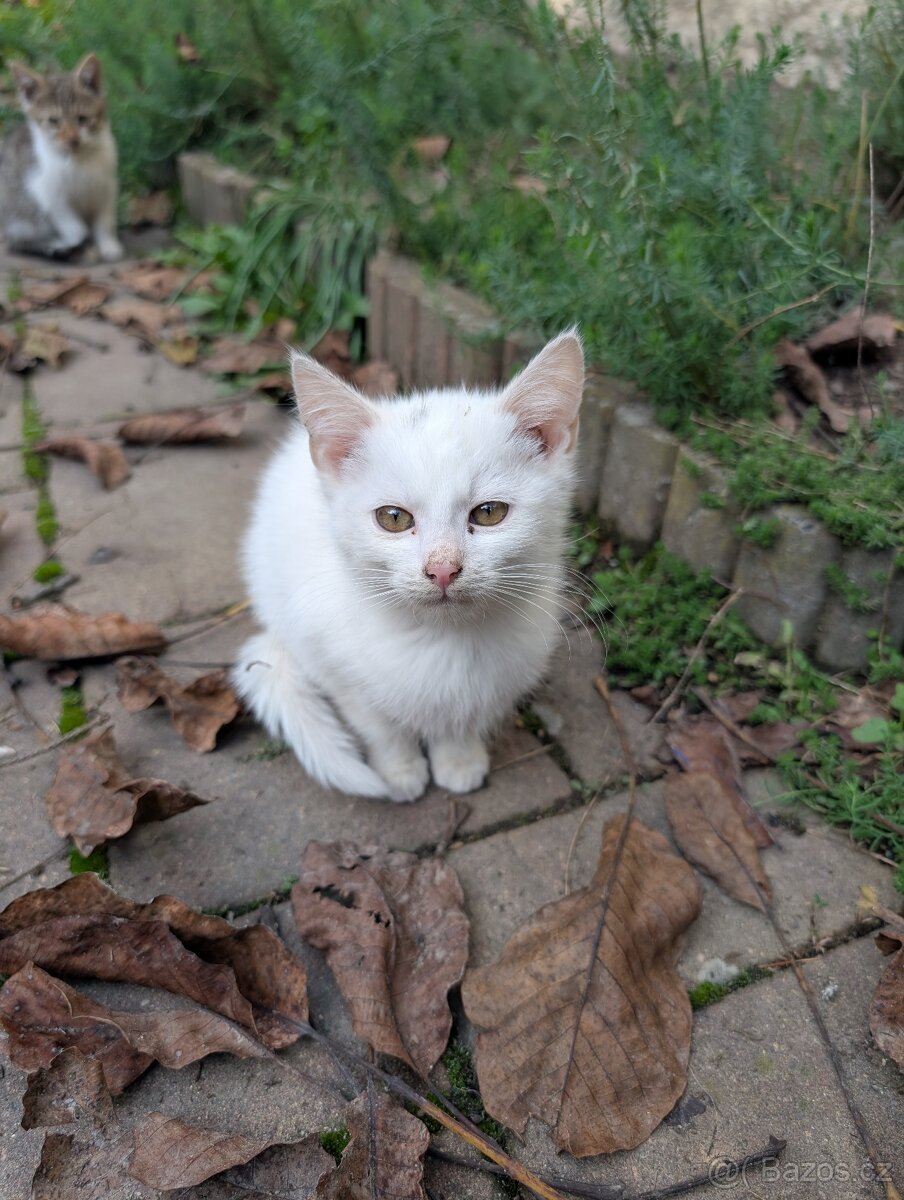 Daruji Koťata