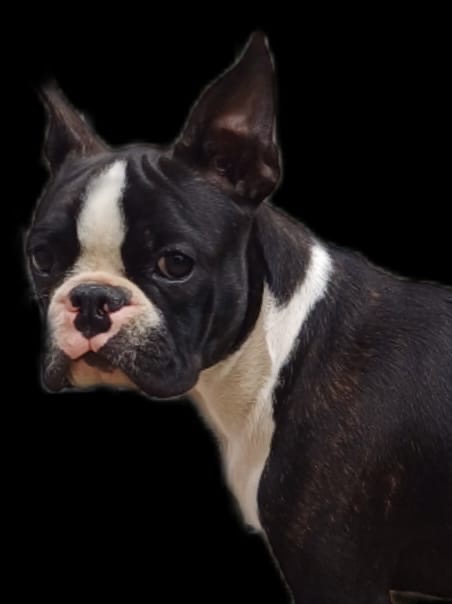 Bostonský teriér s PP