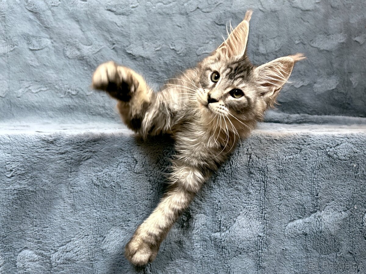 Kocourek s PP - Mainská mývalí