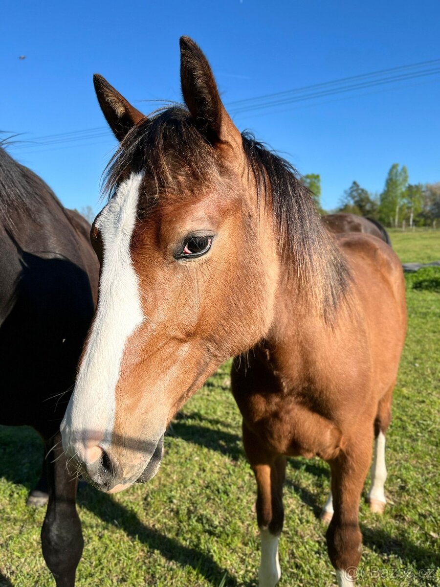 Dvouletý hřebec Qh/Appaloosa