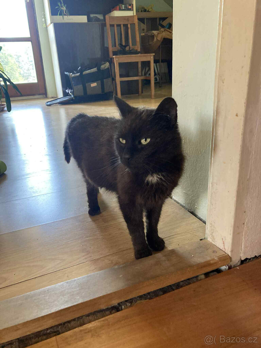 Hledá se nový domov pro kocourka Mikeše 🐾