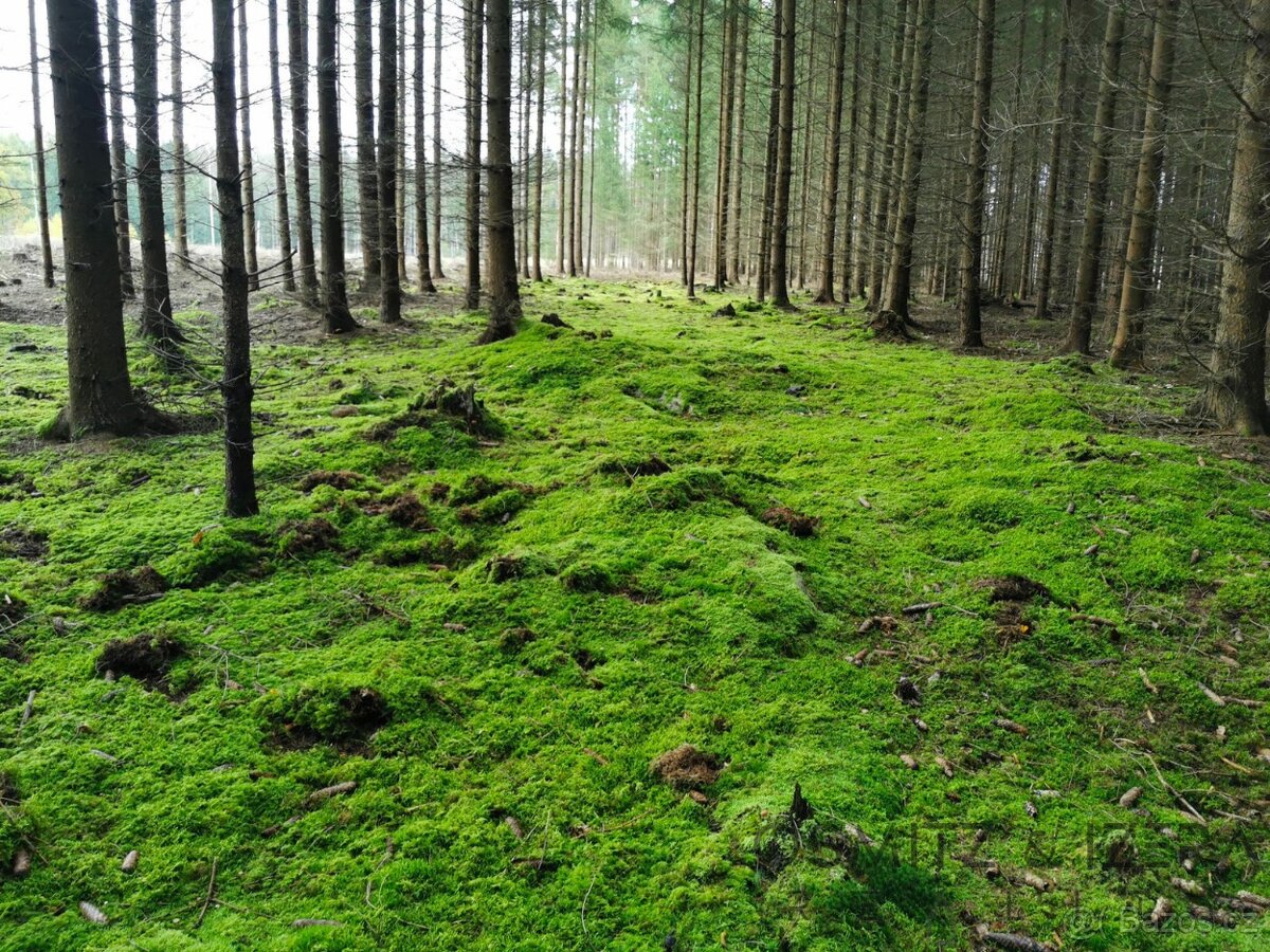 Prodej lesa 233 155 m² Žďár u Nové Včelnice