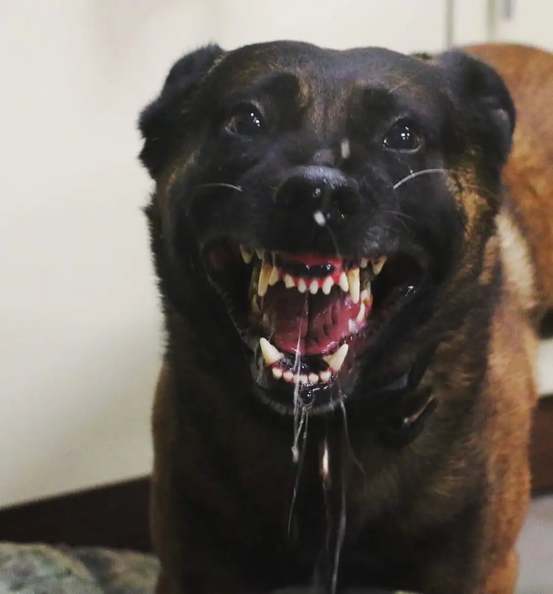 Belgický ovčák Malinois s PP