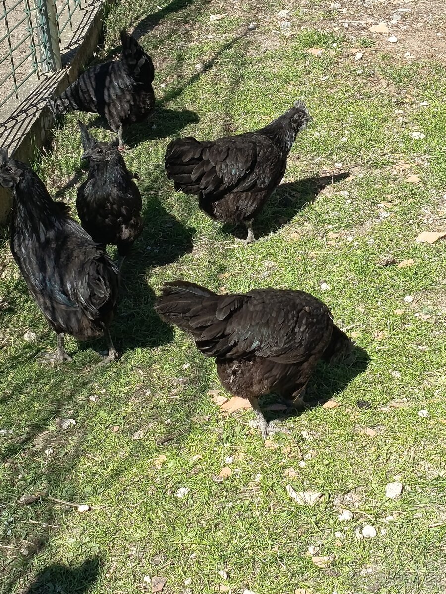 Ayam Cemani