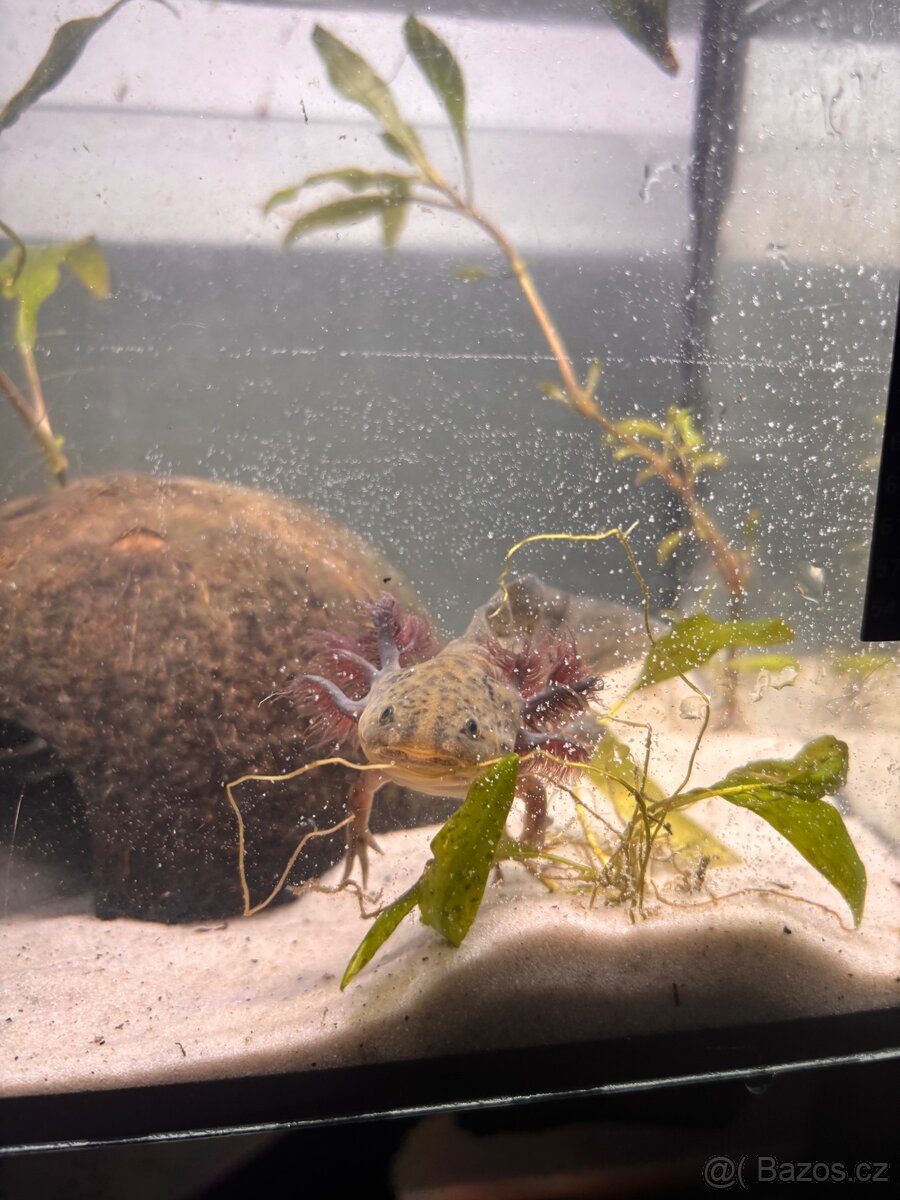 Axolotl