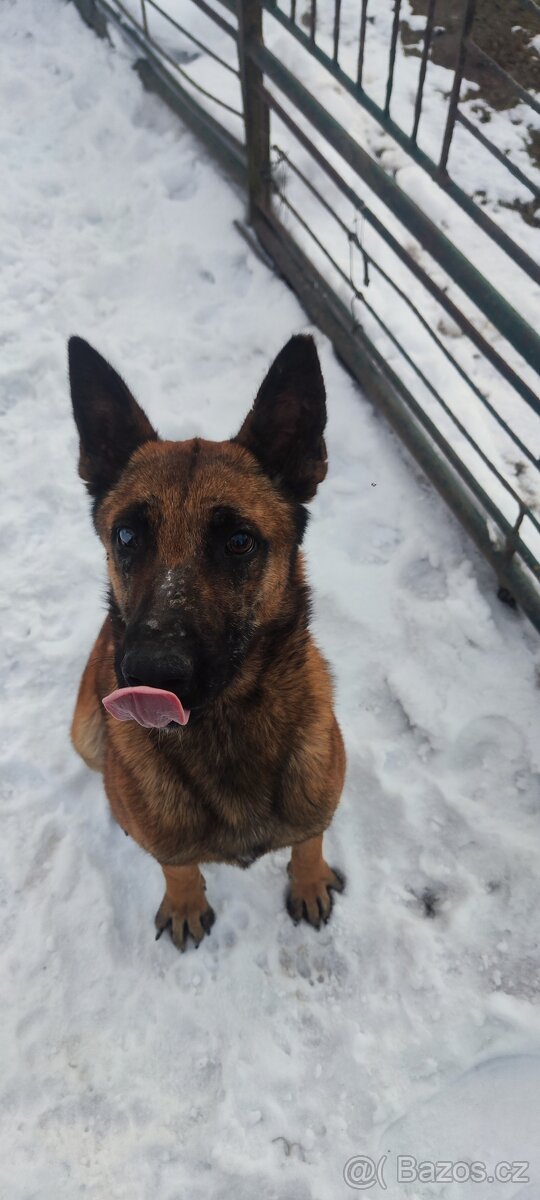 Belgický ovčák malinois
