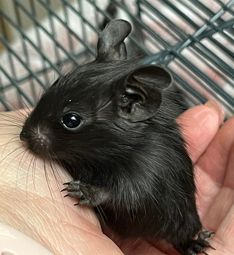 Mláďata osmáka degu s PP v různých barvách
