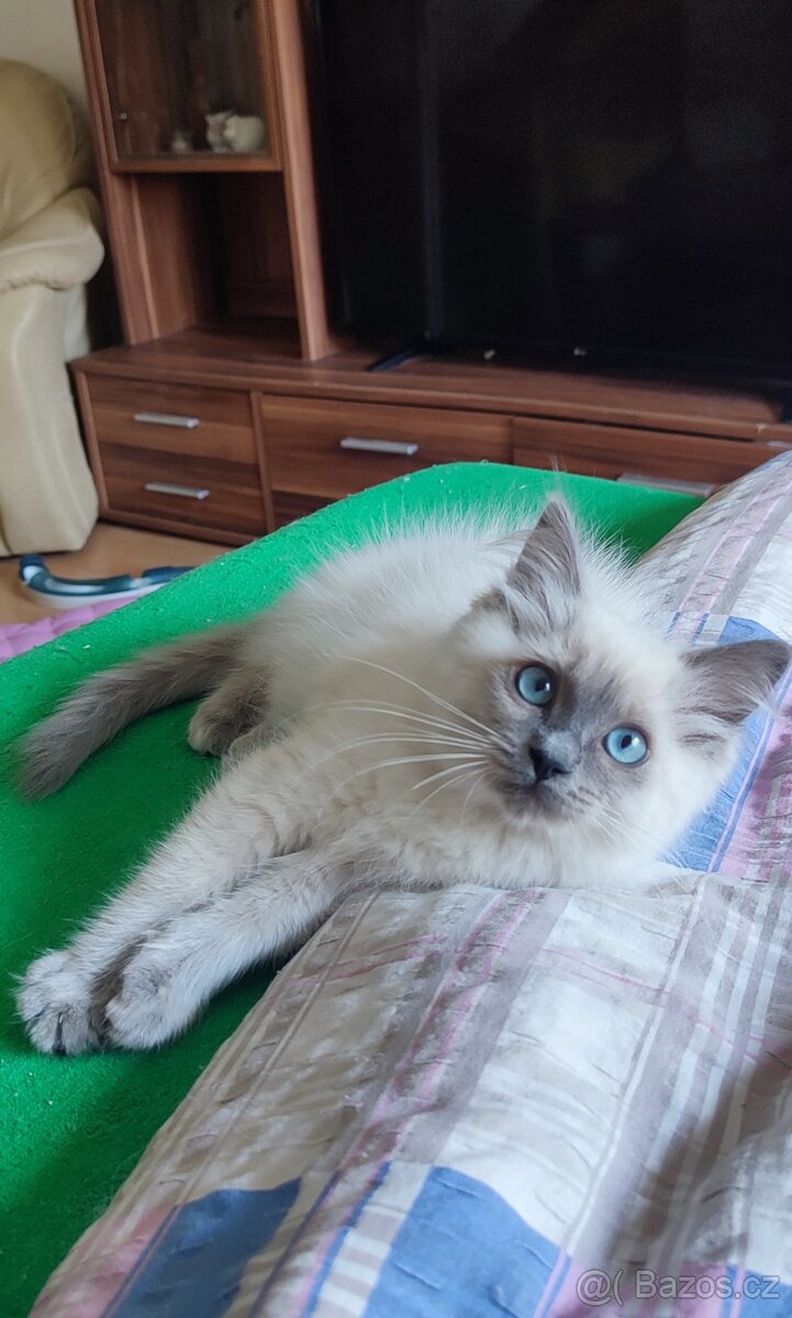 Ragdoll kočička Blue colorpoint bez PP