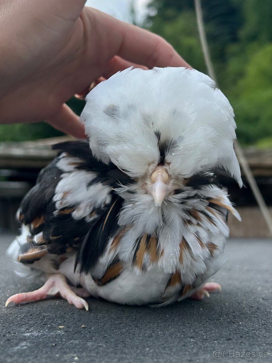 Paduánka velká, Bregovská džinka
