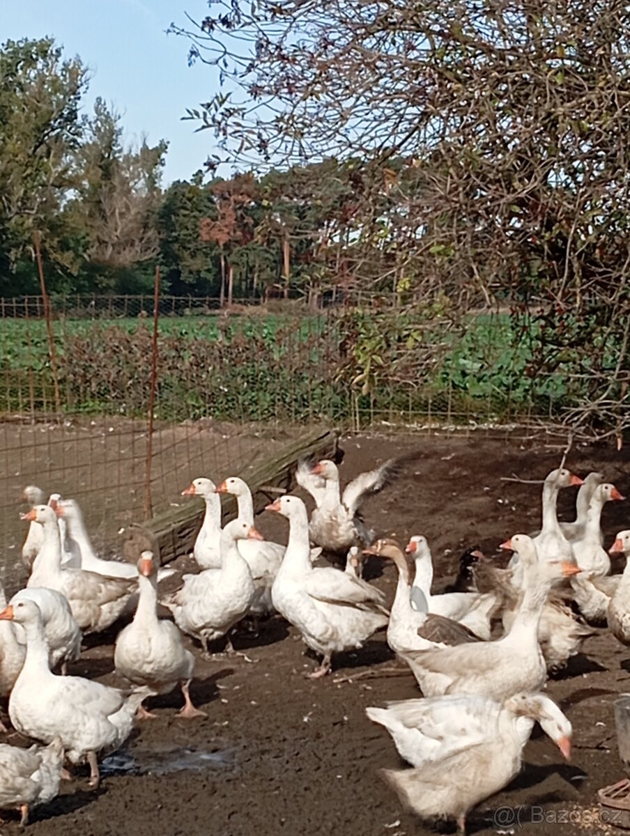 Svatomartinské husy