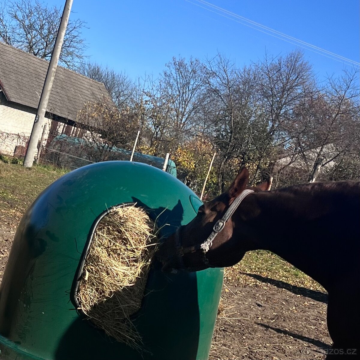 Krmný zvon pašík pro koně – nový, univerzální, regulovatel