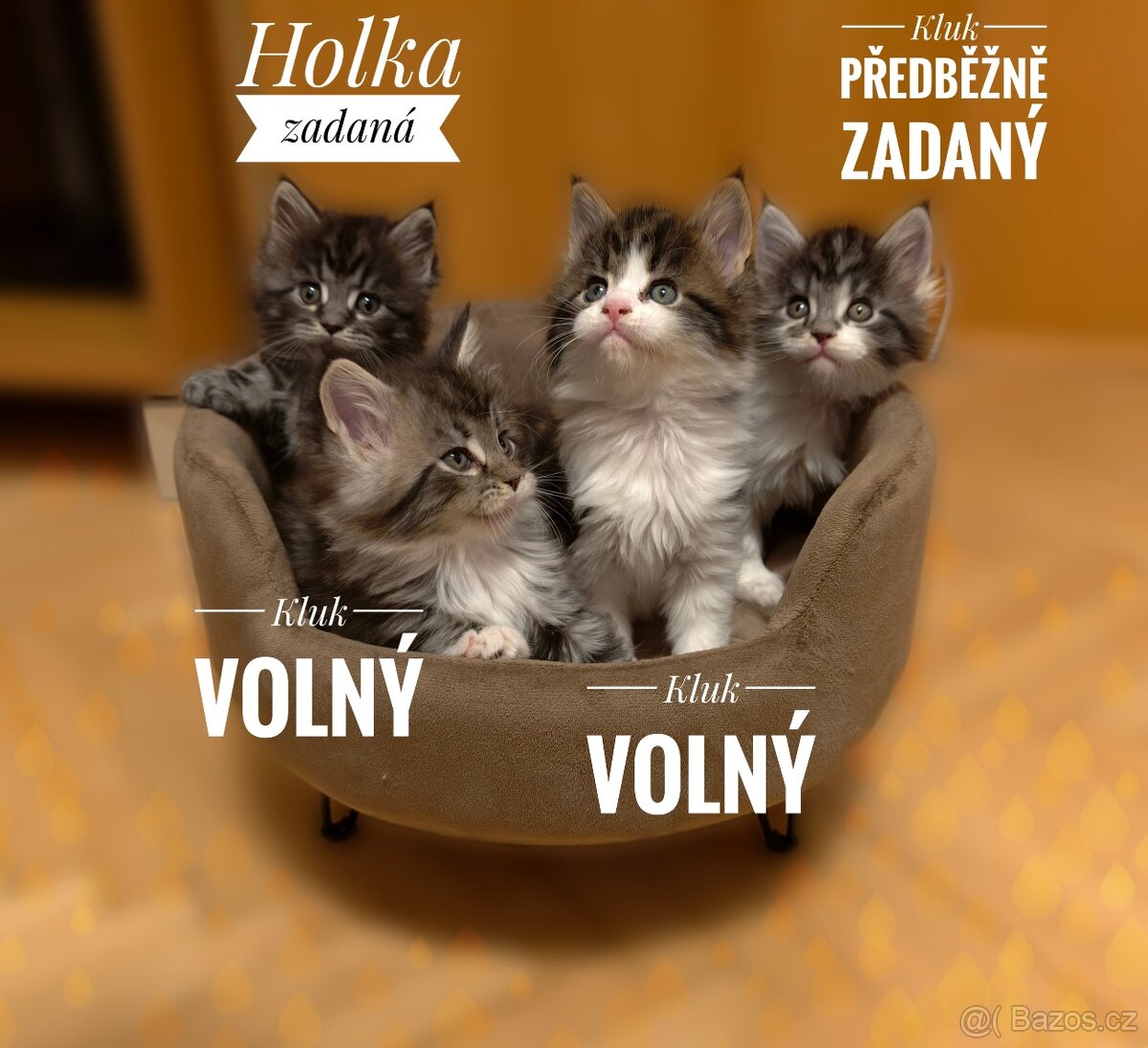 Mainská mývalí koťátka