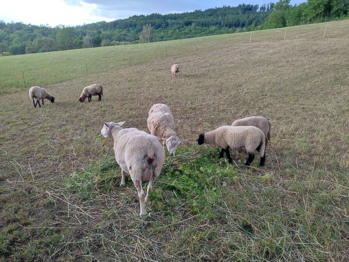 Ovce mastných plemen