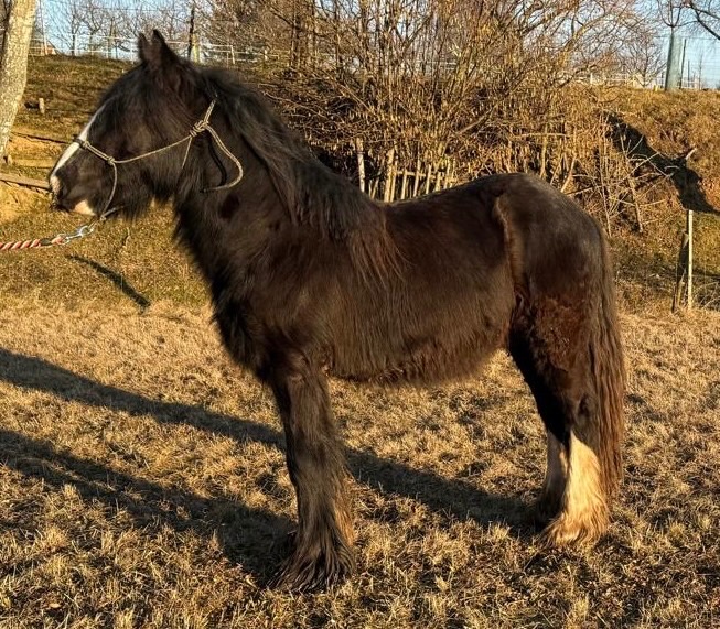 Irský Cob- hřebec 2 r.
